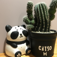 Cactus with panda
