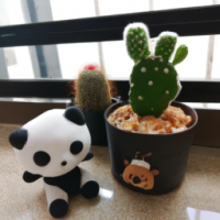 Cactus with panda and african