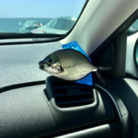Fish in car